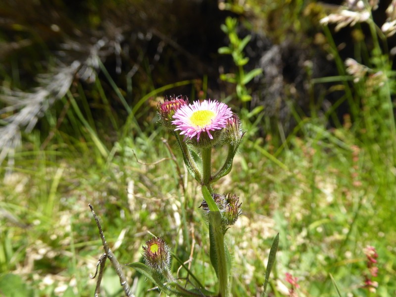 Erigeron gilliesii photo 3