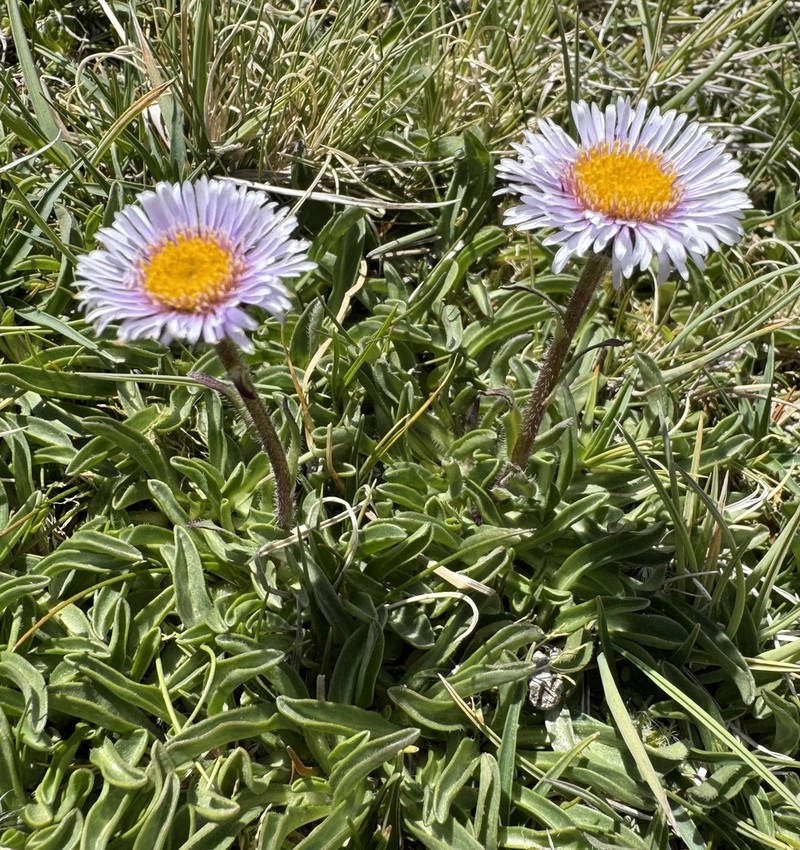 Erigeron gilliesii photo 4