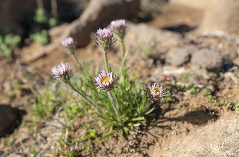 Erigeron gilliesii photo 5
