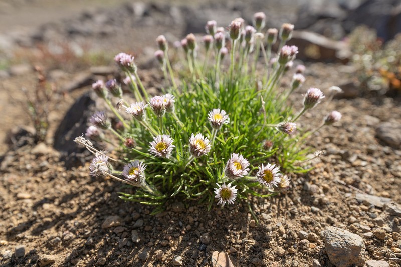 Erigeron gilliesii photo 6