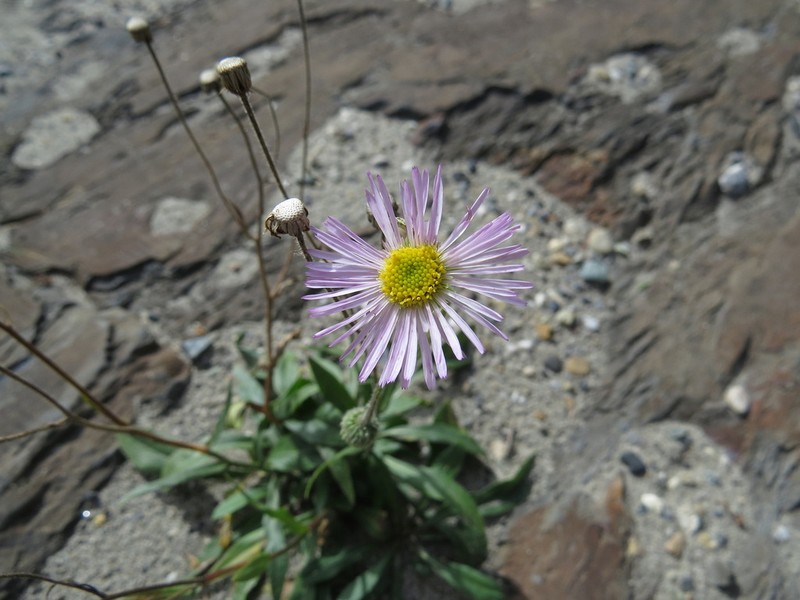 Streamside Fleabane