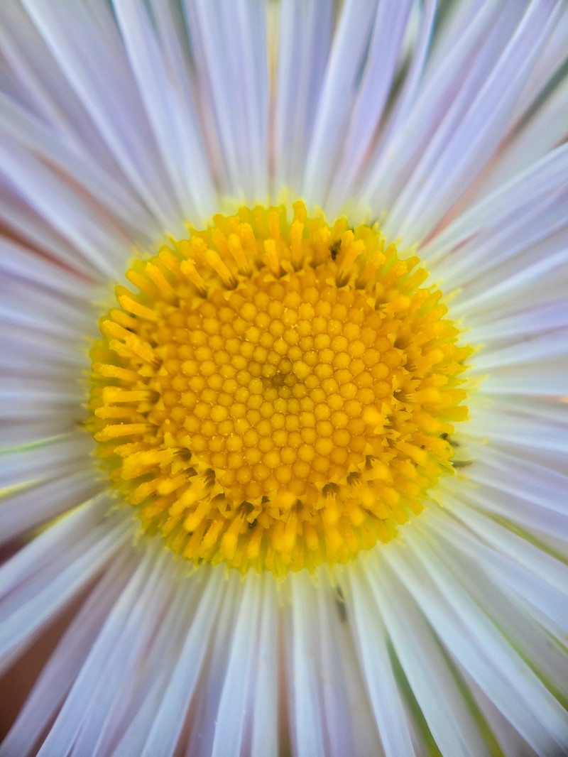 Streamside Fleabane photo 2