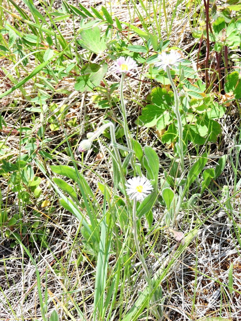 Streamside Fleabane photo 3