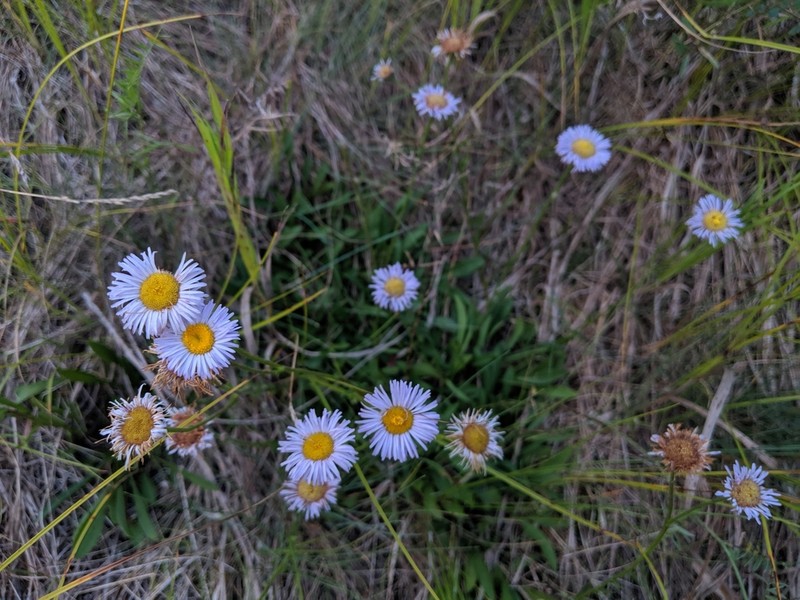 Streamside Fleabane photo 4