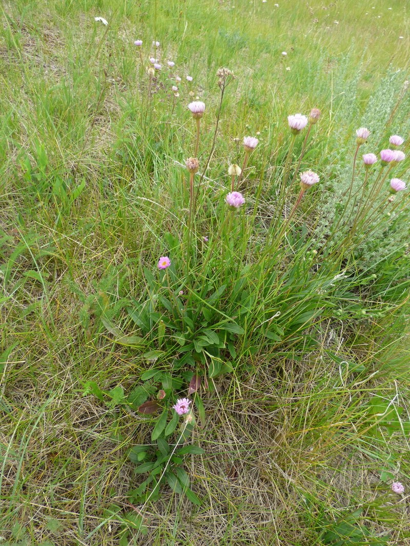 Streamside Fleabane photo 5