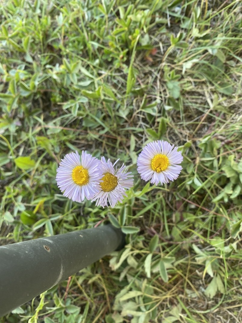 Streamside Fleabane photo 6