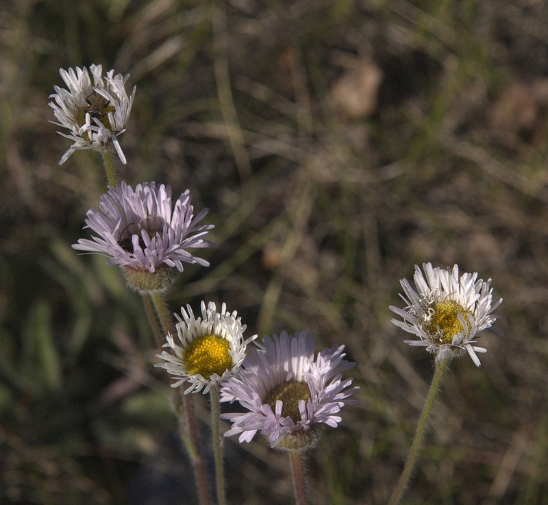 Streamside Fleabane photo 7