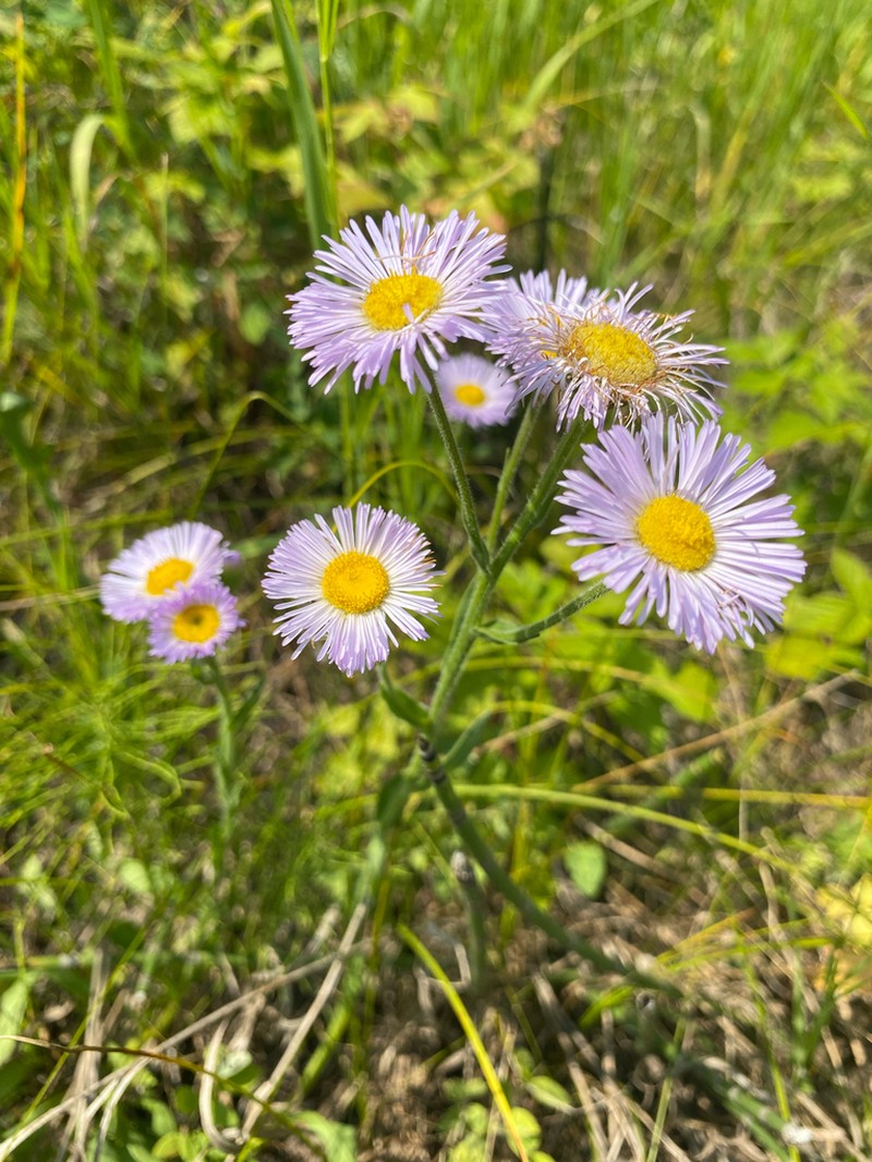 Streamside Fleabane photo 8