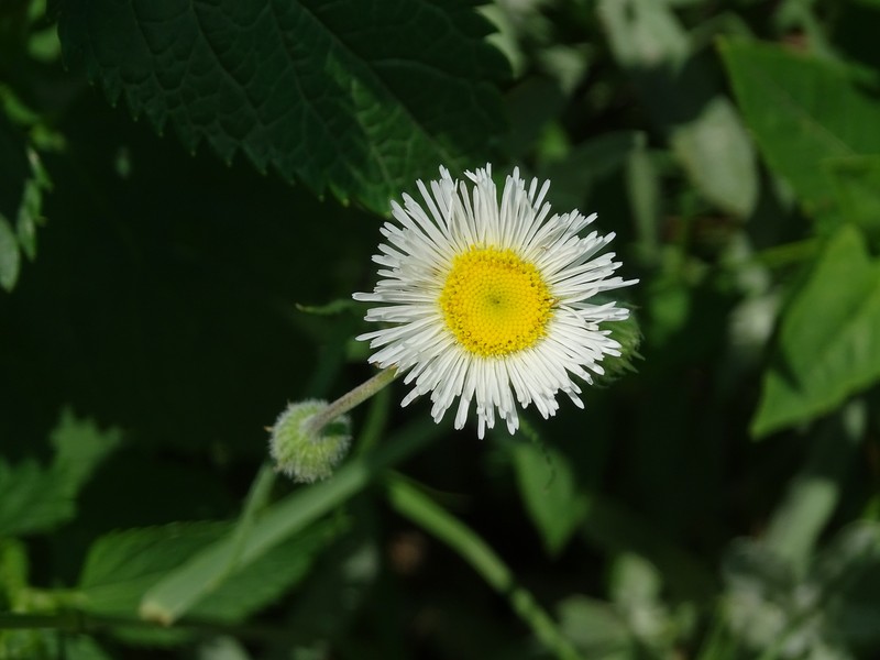 Rough Fleabane