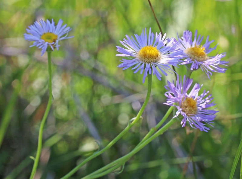 Rough Fleabane photo 2