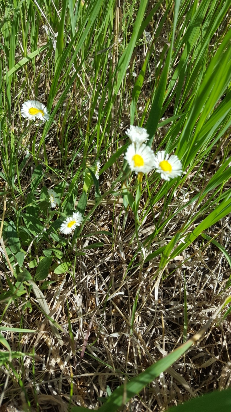 Rough Fleabane photo 3