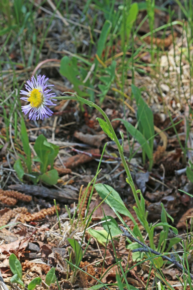 Rough Fleabane photo 4