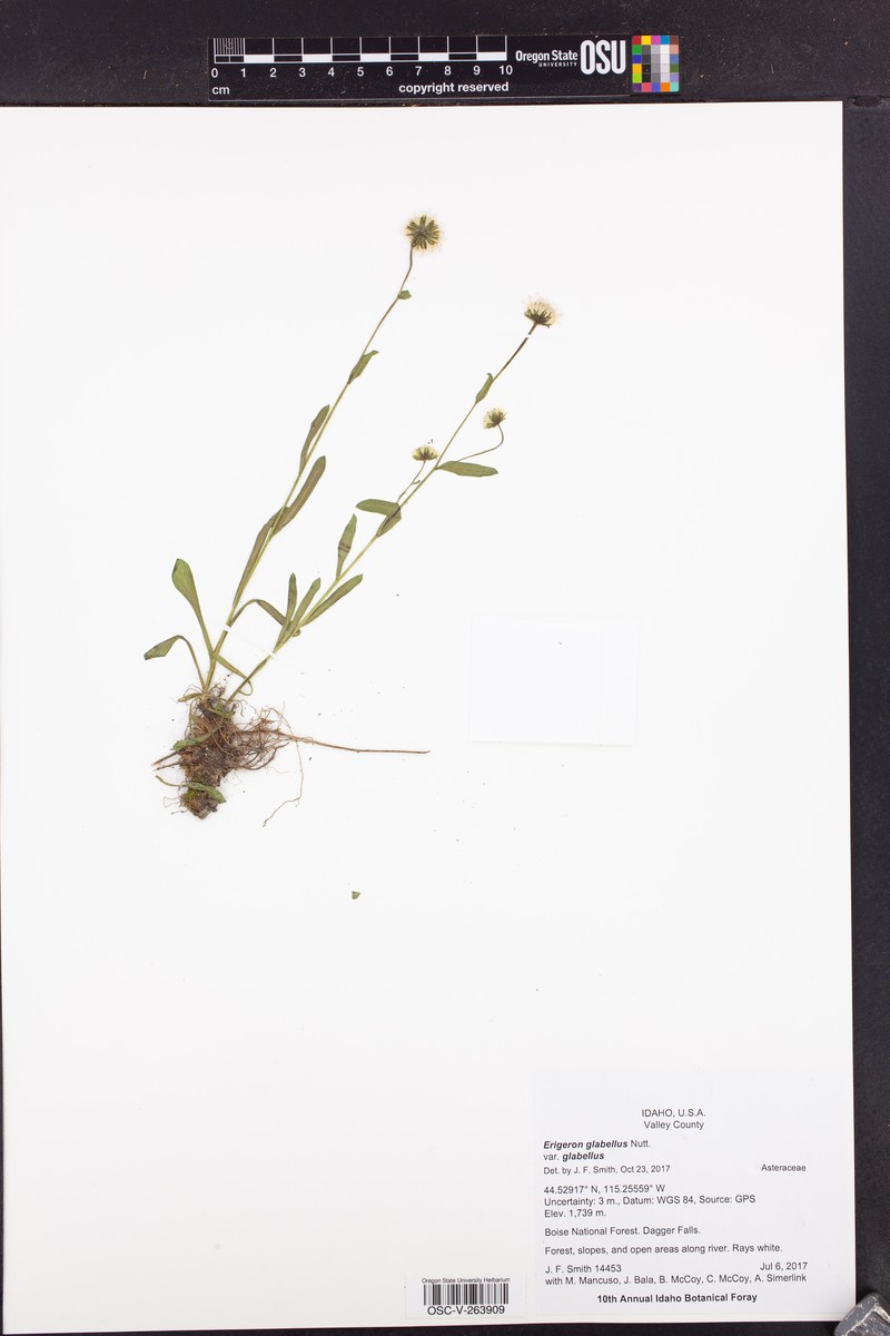 Rough Fleabane photo 5