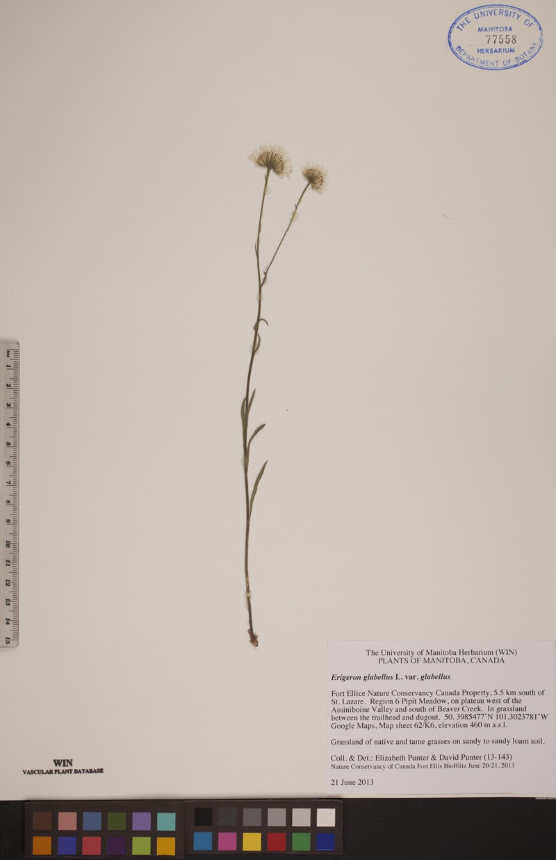 Rough Fleabane photo 6