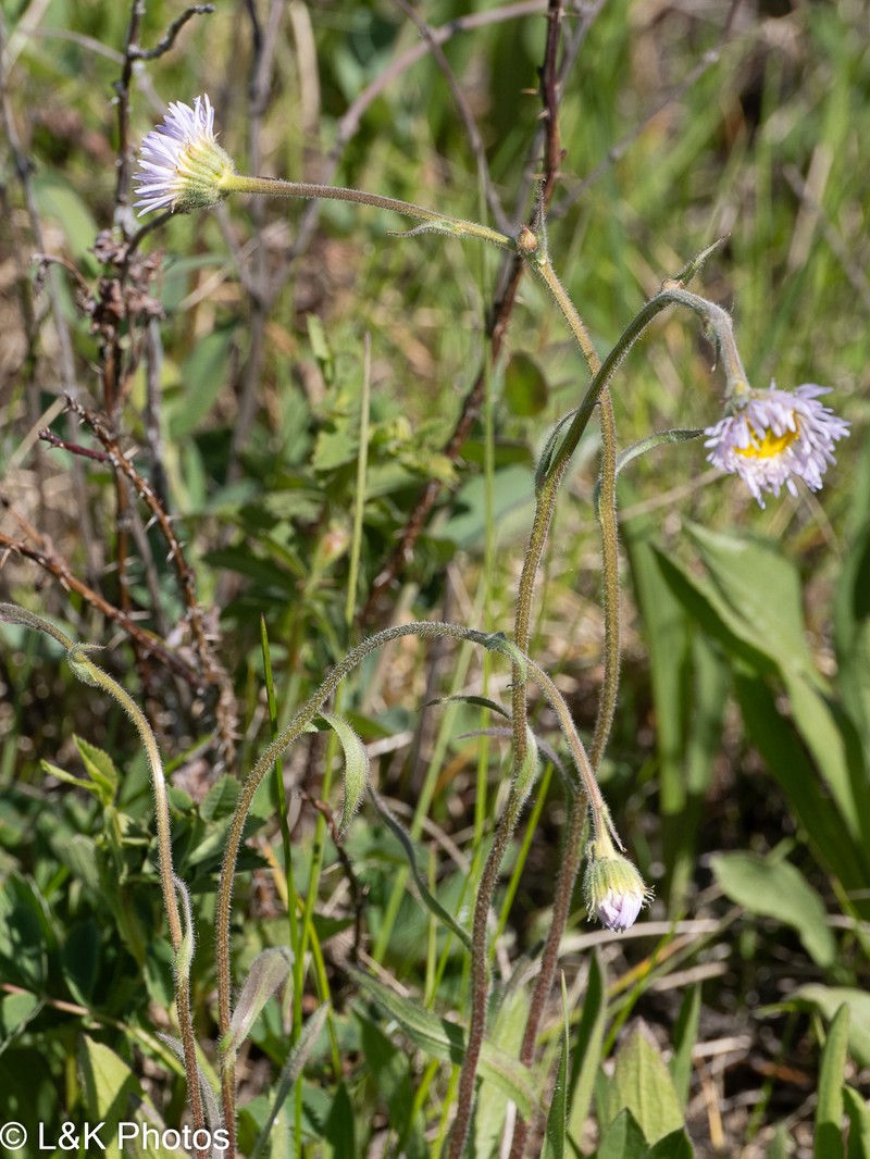 Erigeron glabellus var. pubescens