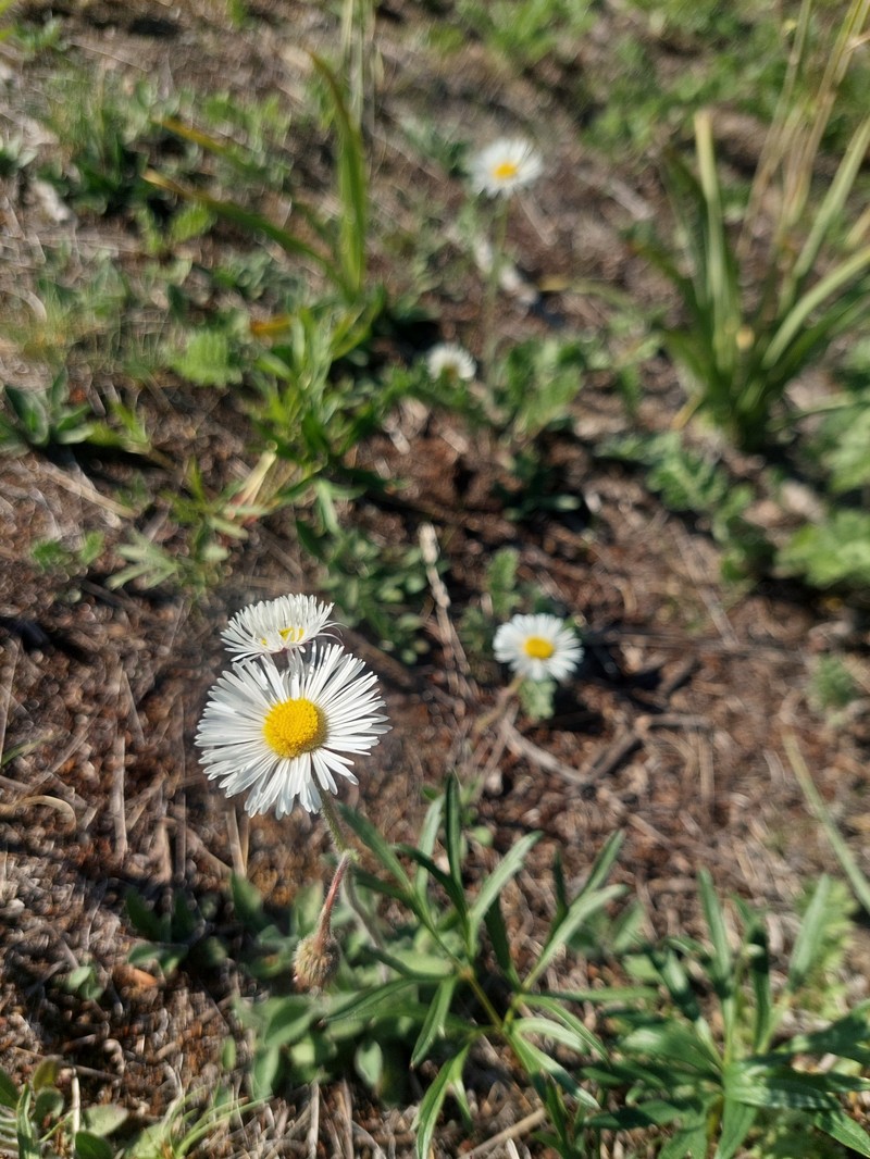 Erigeron glabellus var. pubescens photo 2
