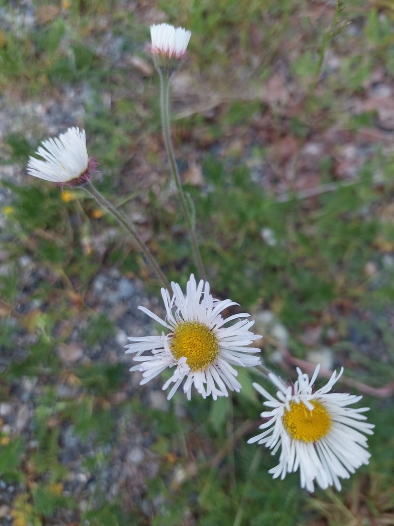 Erigeron glabellus var. pubescens photo 3