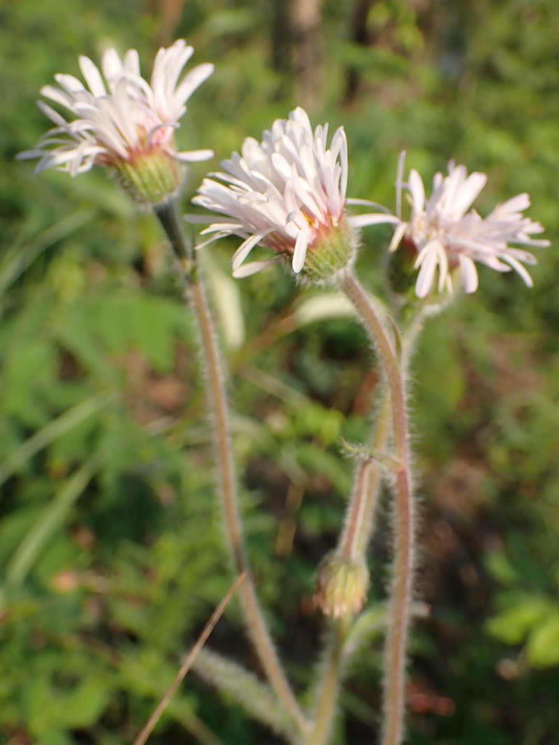 Erigeron glabellus var. pubescens photo 4