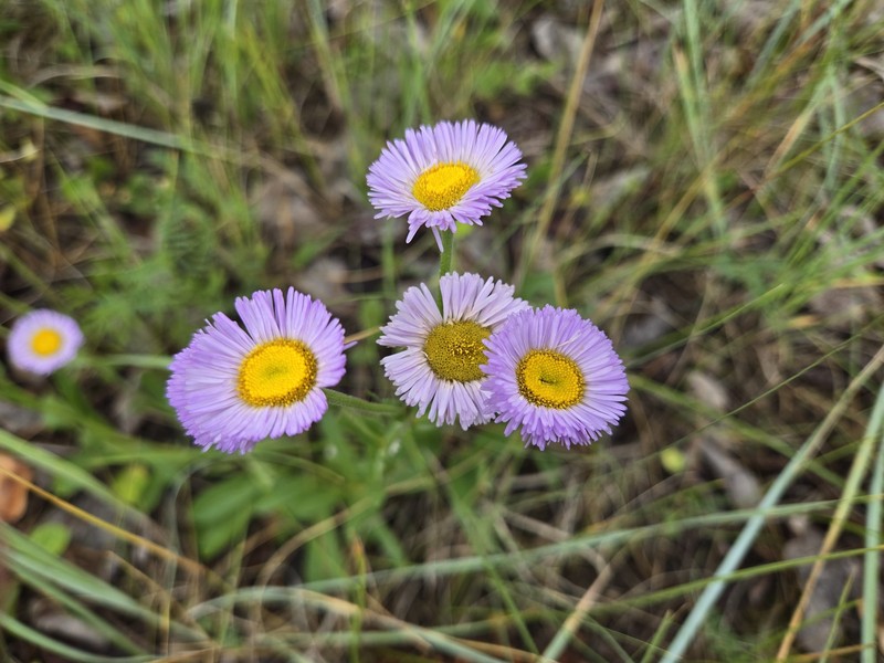 Erigeron glabellus var. pubescens photo 5
