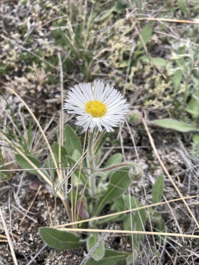 Erigeron glabellus var. pubescens photo 6