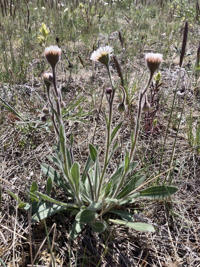 Erigeron glabellus var. pubescens photo 7
