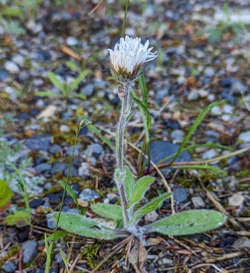 Erigeron glabellus var. pubescens photo 8