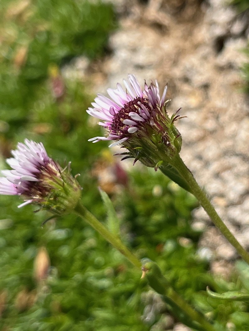 Erigeron glabratus