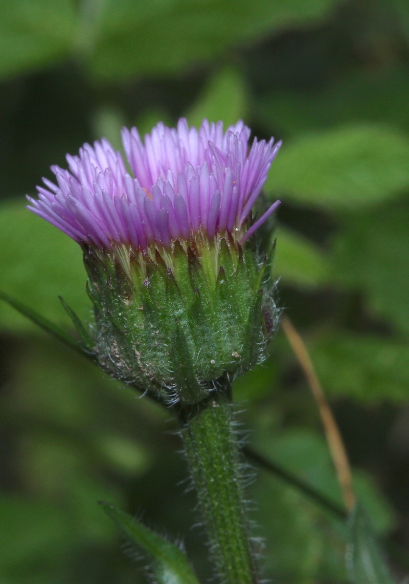 Erigeron glabratus photo 2