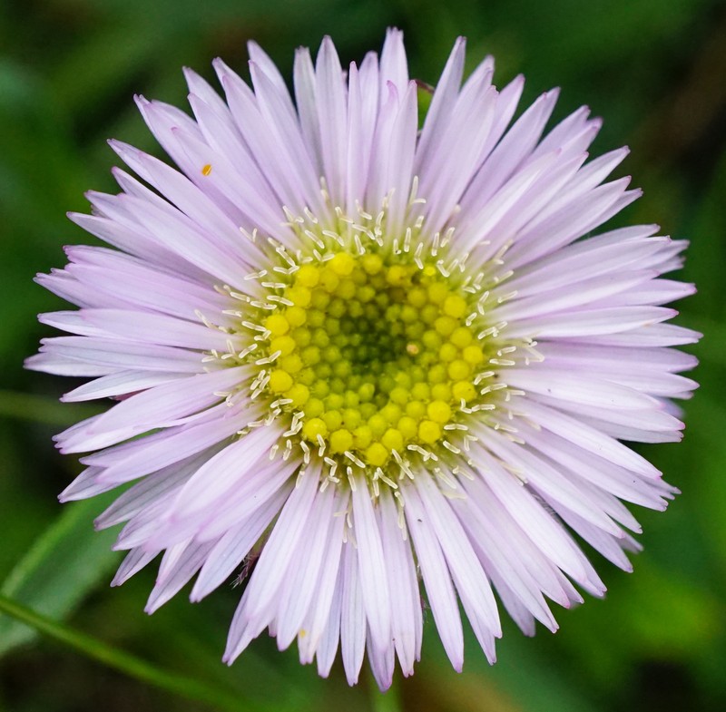 Erigeron glabratus photo 4