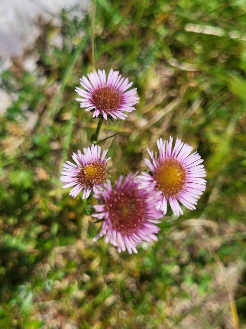 Erigeron glabratus photo 5