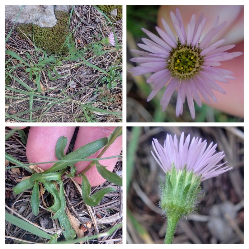 Erigeron glabratus photo 6