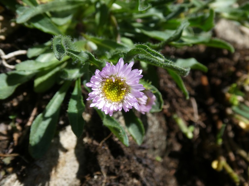 Erigeron glabratus photo 7