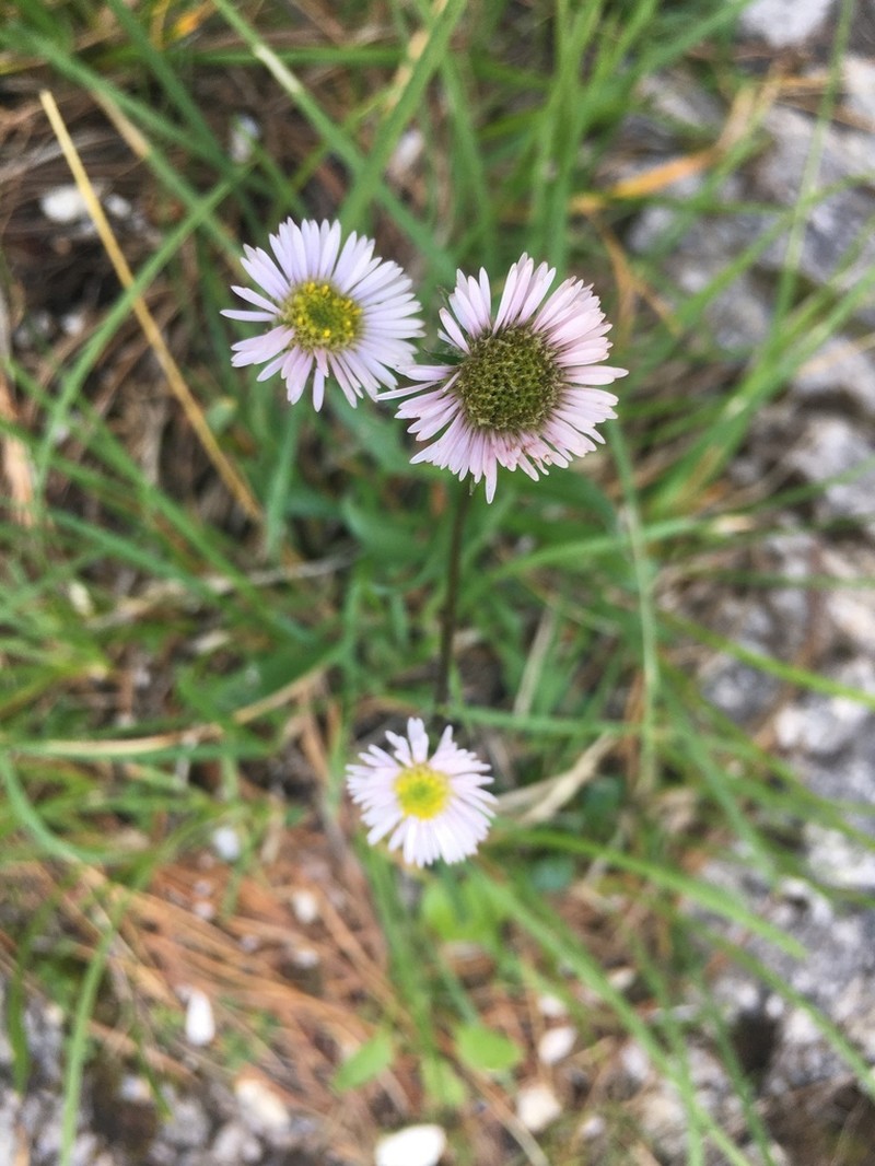 Erigeron glabratus photo 8