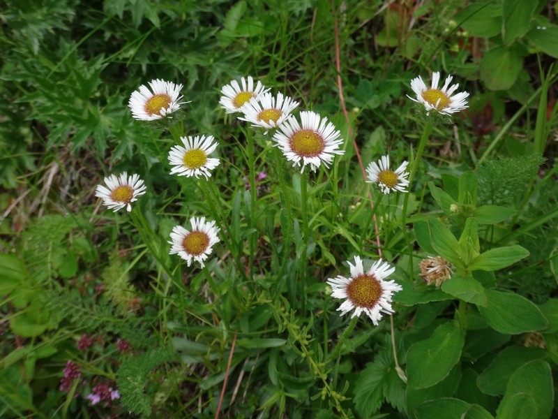Erigeron candidus