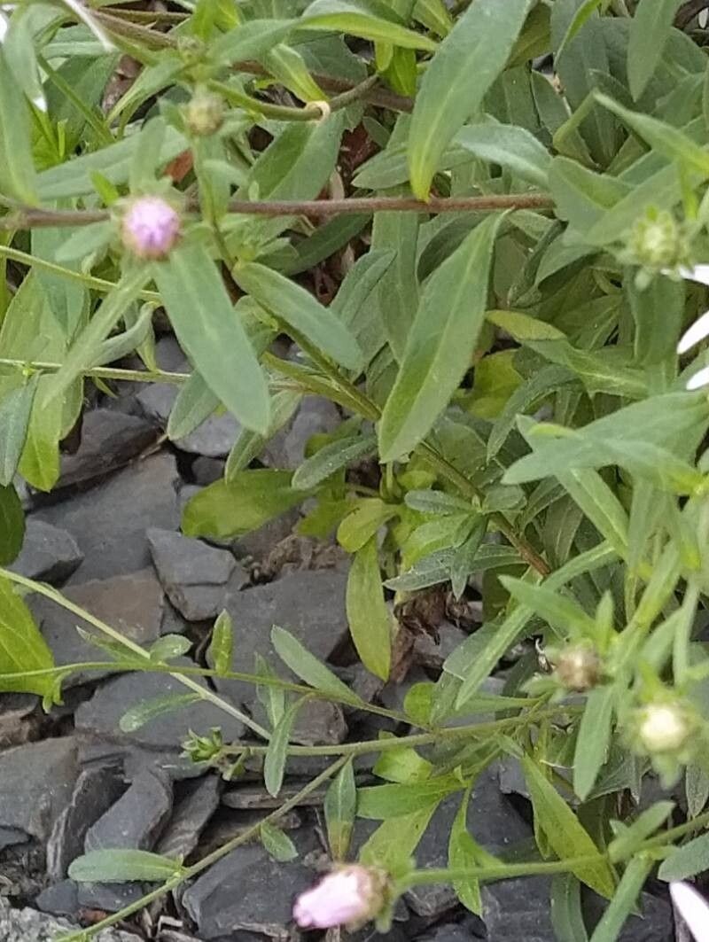 Erigeron glabratus subsp. occidentalis