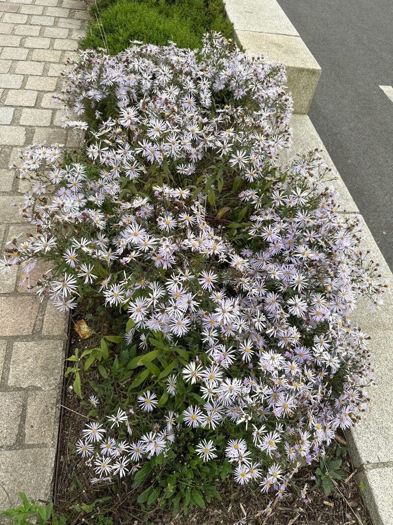 Erigeron glabratus subsp. occidentalis photo 2