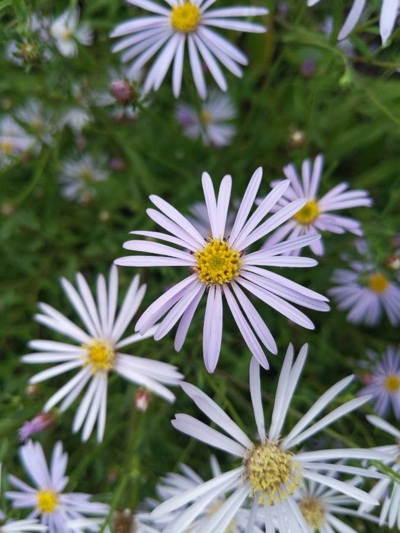 Erigeron glabratus subsp. occidentalis photo 3