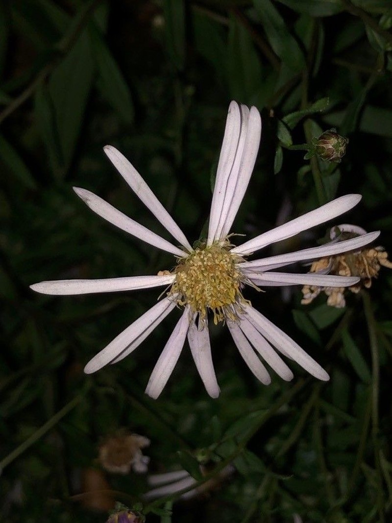 Erigeron glabratus subsp. occidentalis photo 4