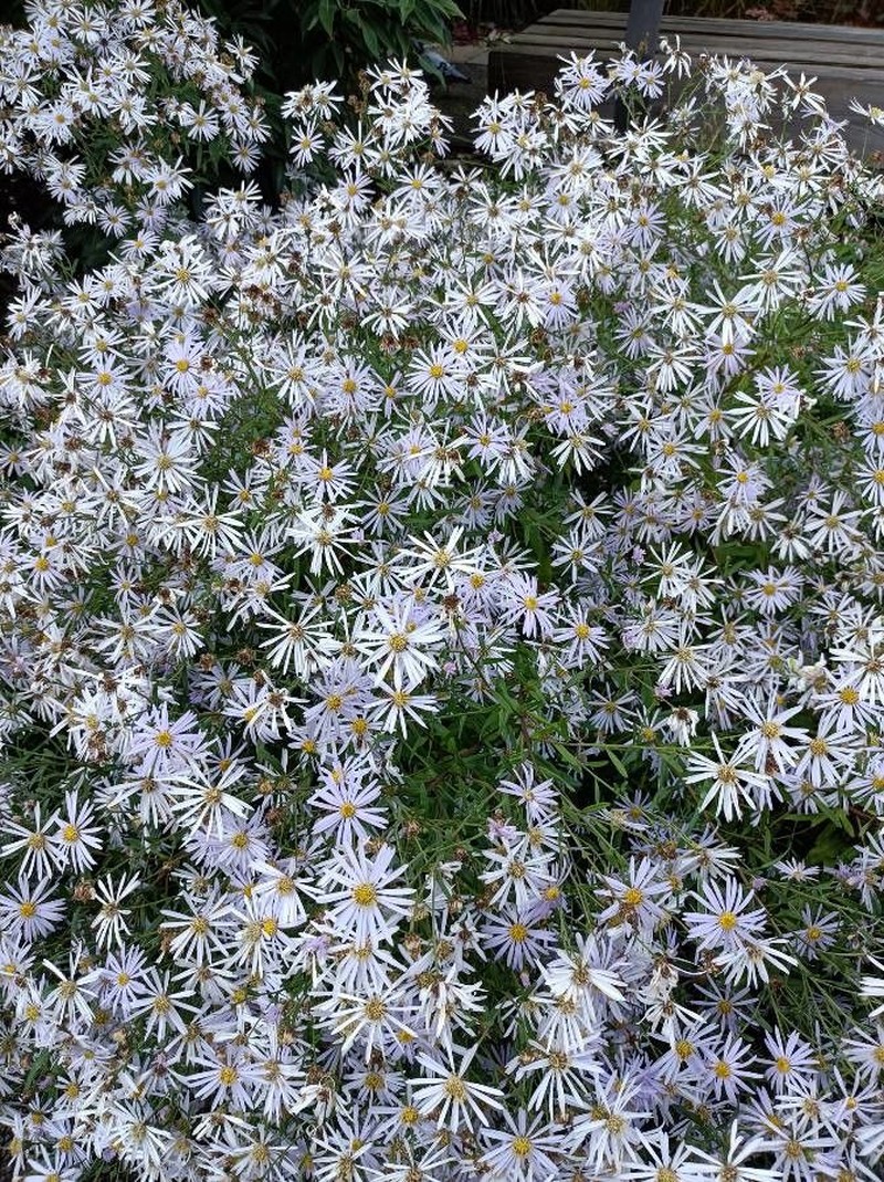 Erigeron glabratus subsp. occidentalis photo 5