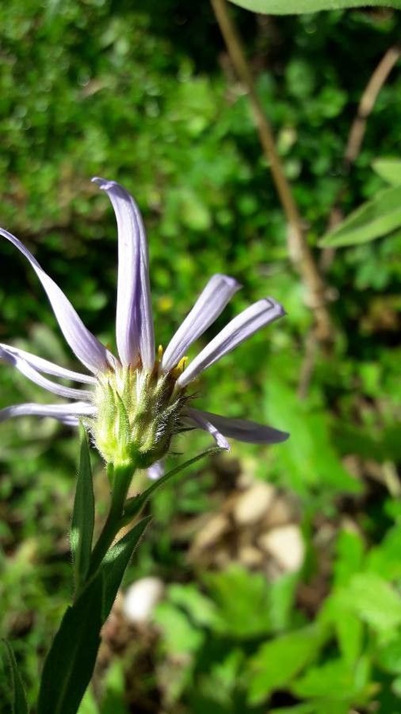 Erigeron glabratus subsp. occidentalis photo 6