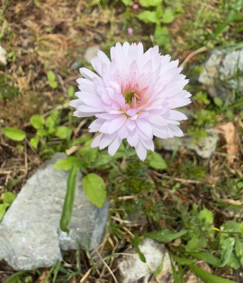 Erigeron glacialis