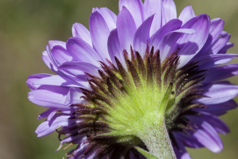 Erigeron glacialis photo 2