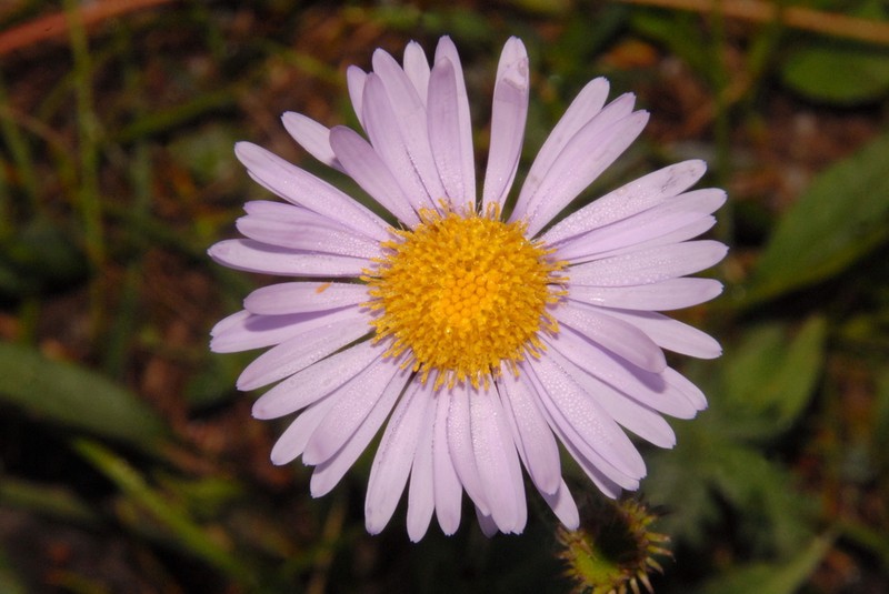 Erigeron glacialis photo 3