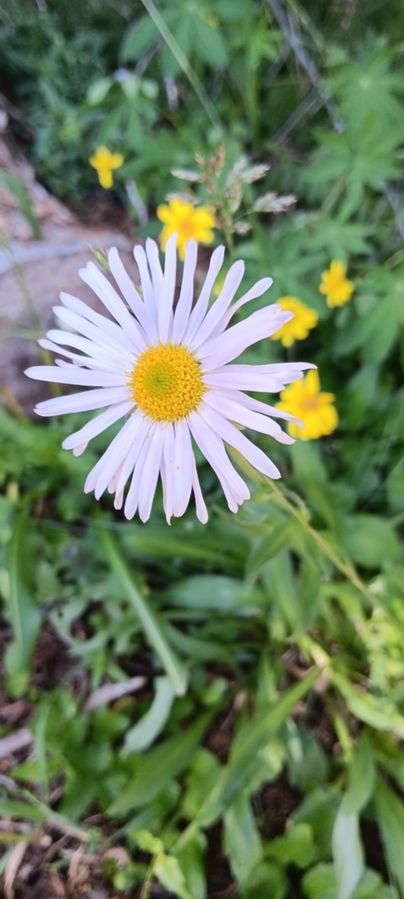 Erigeron glacialis photo 4