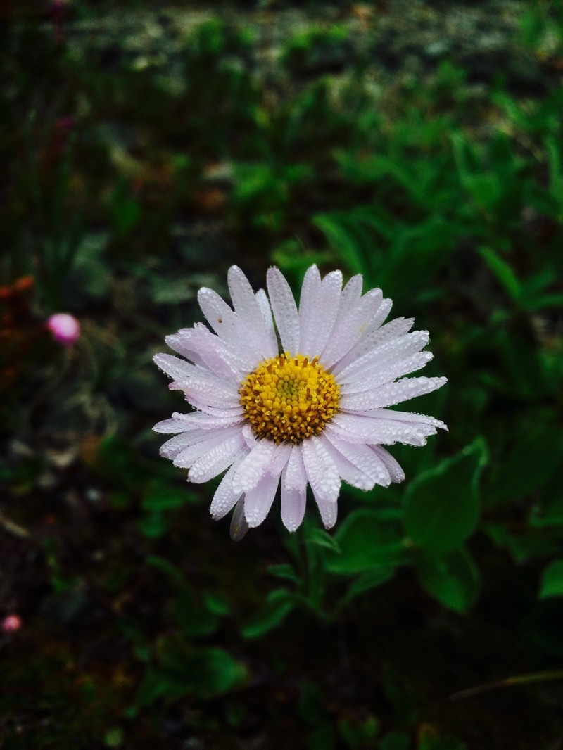 Erigeron glacialis photo 5
