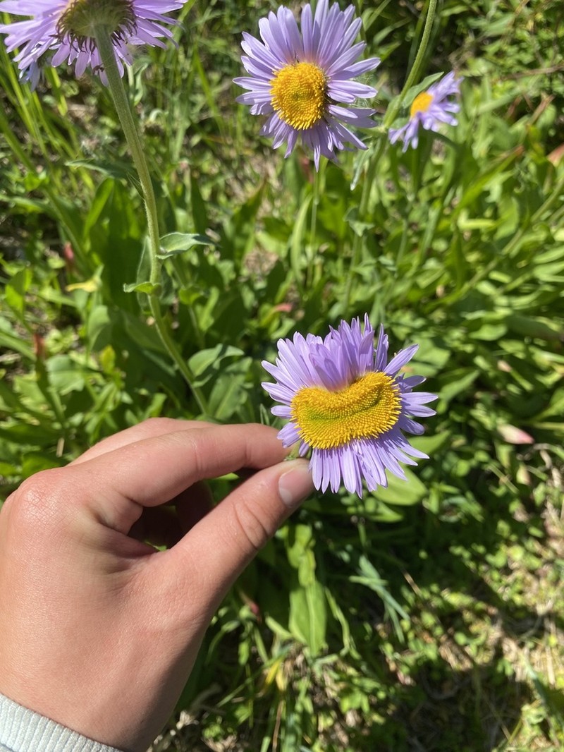 Erigeron glacialis photo 6