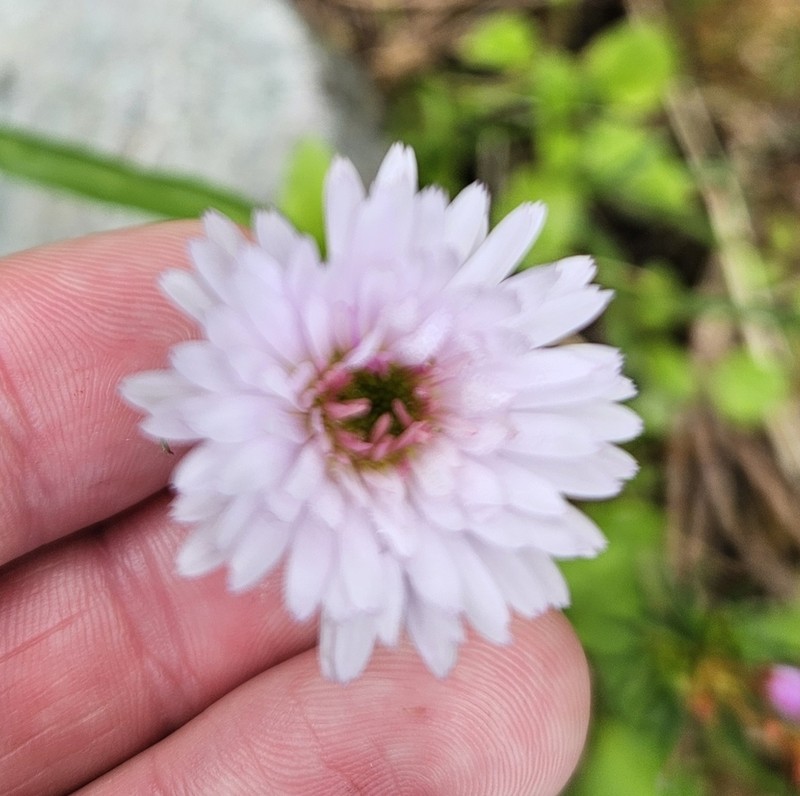 Erigeron glacialis photo 7