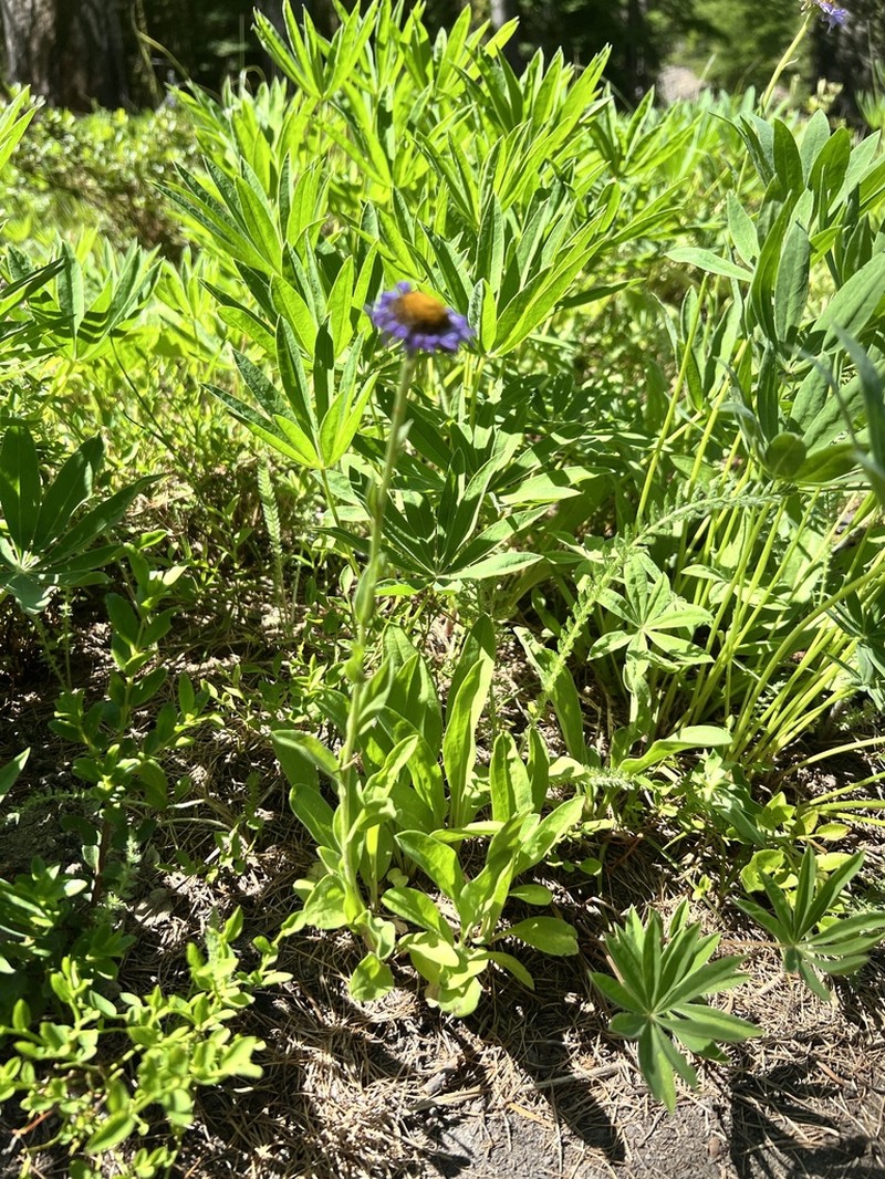 Erigeron glacialis photo 8
