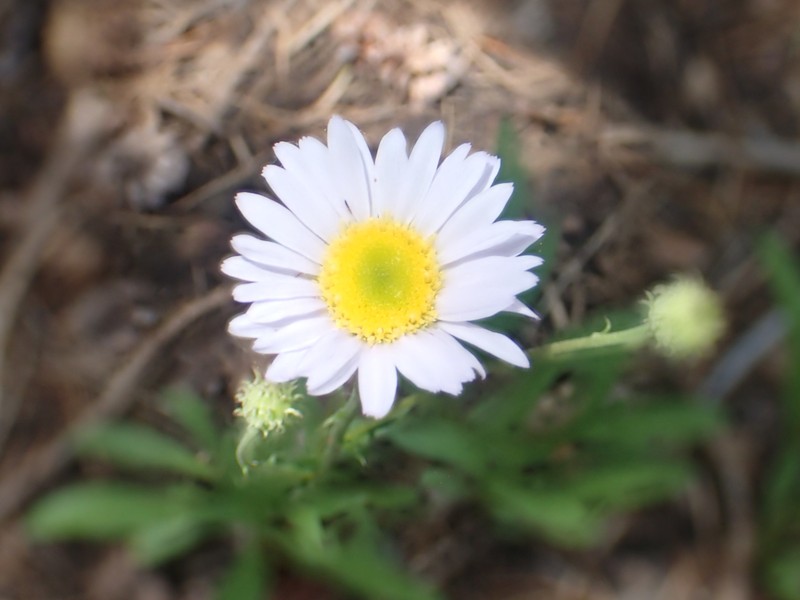 Erigeron glacialis var. glacialis