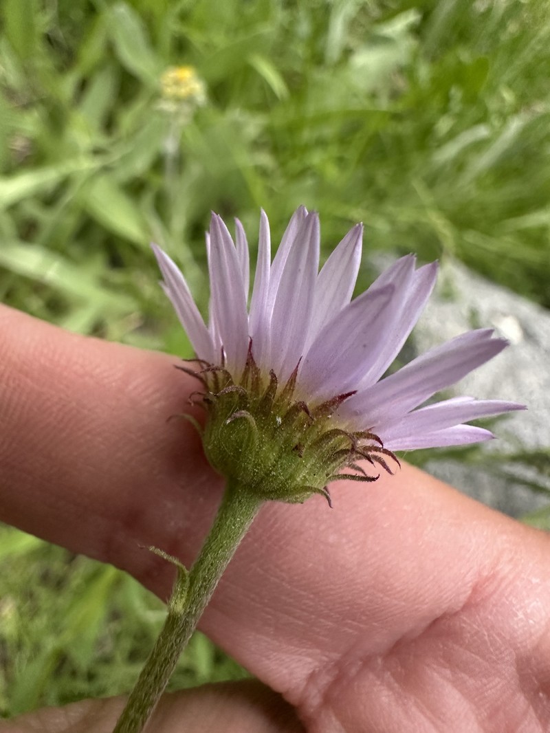 Erigeron glacialis var. glacialis photo 2